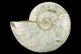 Silver Iridescent Ammonite (Cleoniceras) Fossil - Madagascar #137399-2